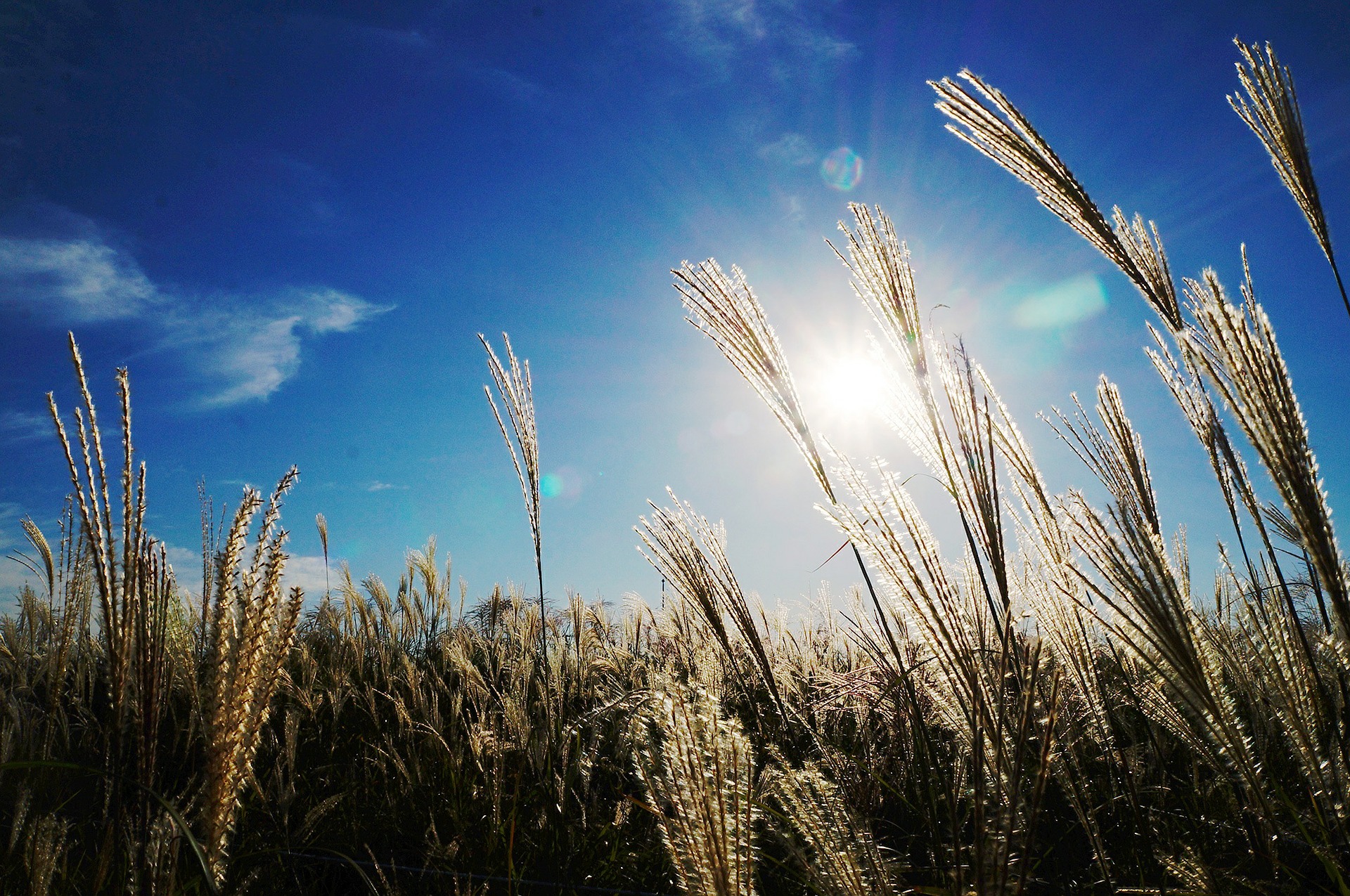 reed 546250 1920