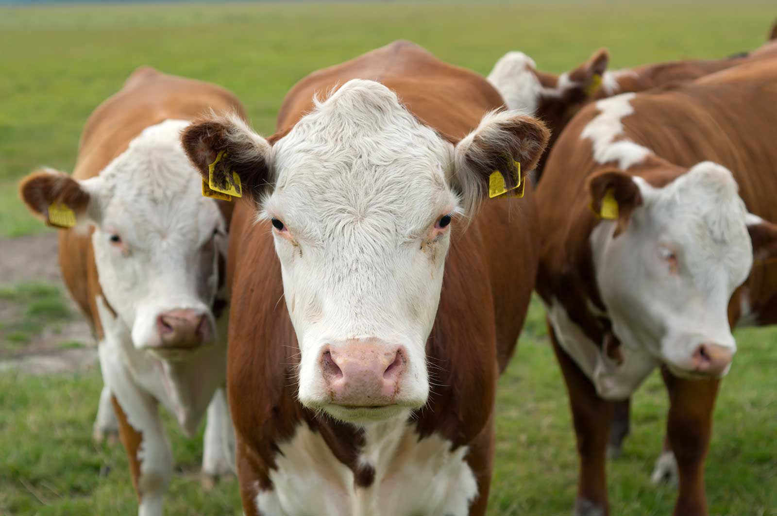 Landwirtschaft